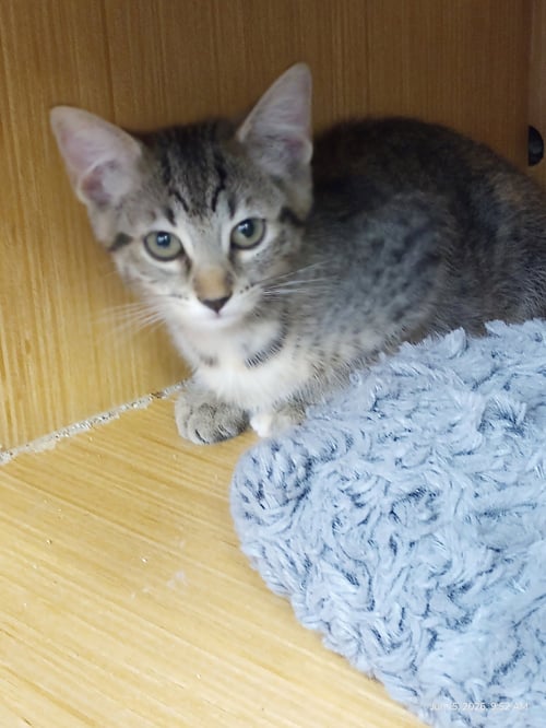 BIRCH - Domestic Short Hair / Tabby available for adoption