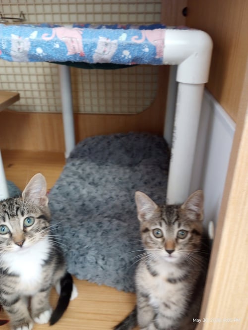BIRCH - Domestic Short Hair / Tabby available for adoption