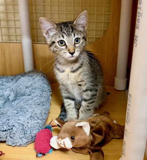 BIRCH. - Domestic Short Hair / Tabby available for adoption
