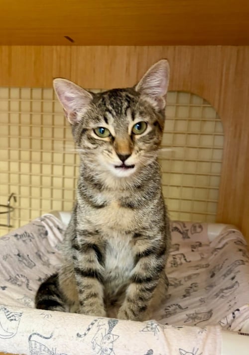 BIRCH. - Domestic Short Hair / Tabby available for adoption