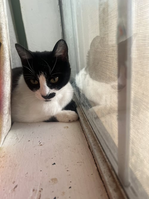 DERRY MEOW. - Domestic Short Hair / Tuxedo available for adoption