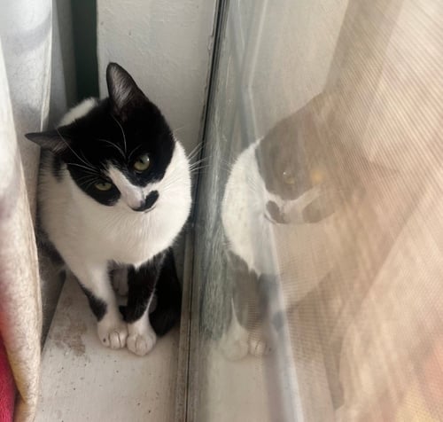 DERRY MEOW. - Domestic Short Hair / Tuxedo available for adoption