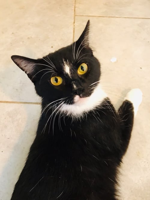 LUNA - Domestic Short Hair / Tuxedo for adoption in McKinney