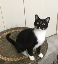 Luna - Photo 8