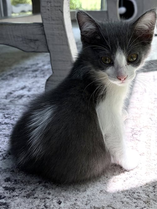 REEF - Domestic Short Hair available for adoption