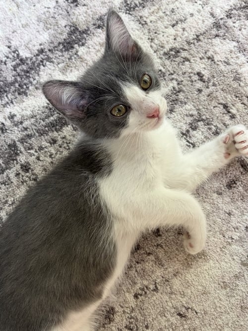 REEF - Domestic Short Hair available for adoption
