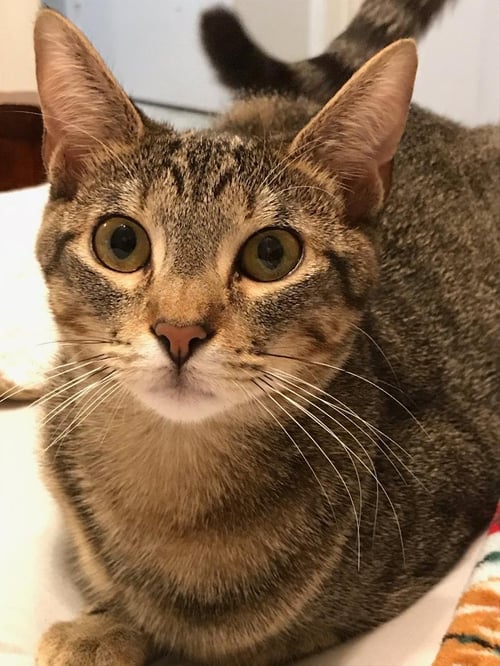 ANNIE V. - Tabby available for adoption