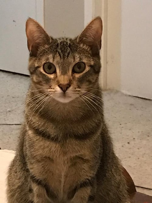 ANNIE V. - Tabby available for adoption