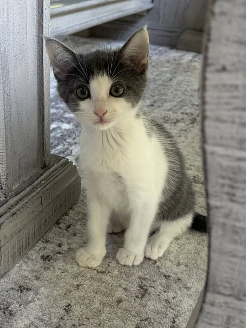 COVE - Domestic Short Hair available for adoption