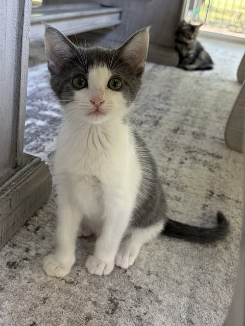 COVE - Domestic Short Hair available for adoption