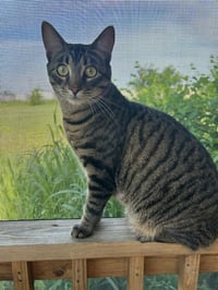 Tiny Tim - Photo 1