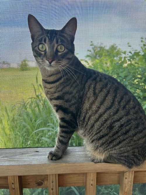 TINY TIM - Domestic Short Hair available for adoption