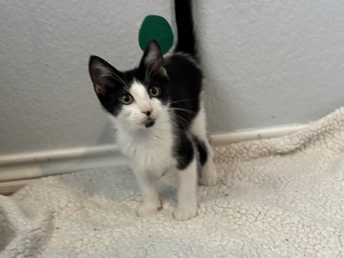 PEDRO PASCAL JR