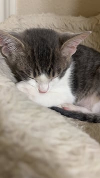 Burrito - Photo 1