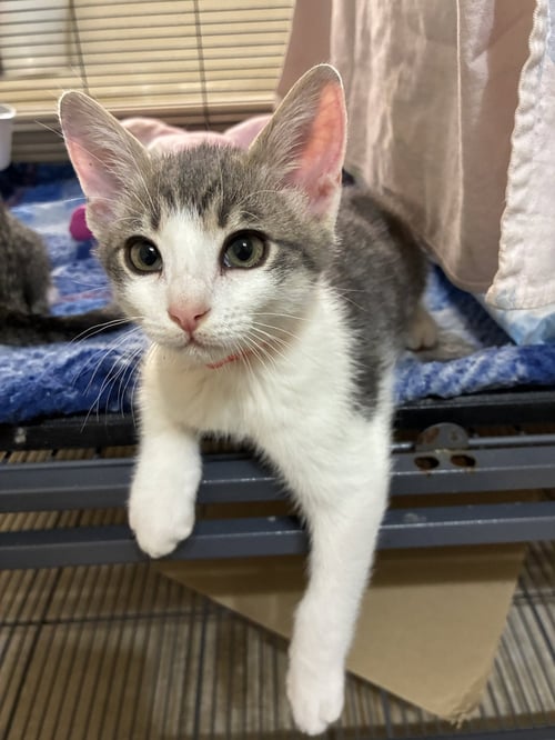 BURRITO - Domestic Short Hair available for adoption