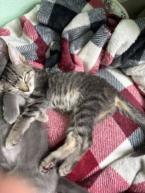 AUGUST - Tabby available for adoption