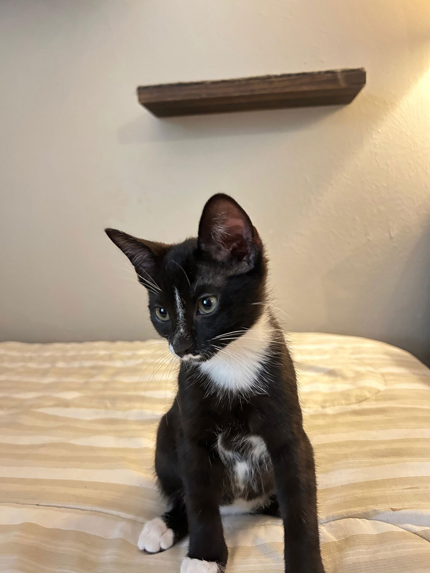 PINK - Domestic Short Hair / Tuxedo available for adoption