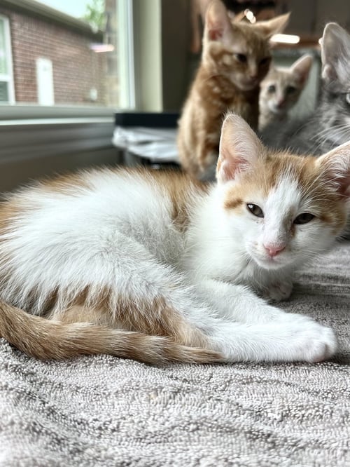 CARAMEL - Domestic Short Hair available for adoption