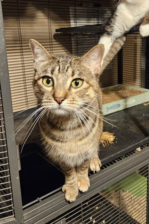 MK - Domestic Short Hair for adoption in Allen