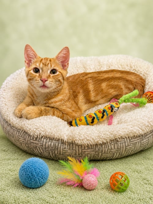 BISCUITS - Domestic Short Hair / Tabby available for adoption