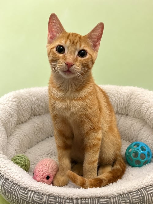 BISCUITS - Domestic Short Hair / Tabby available for adoption