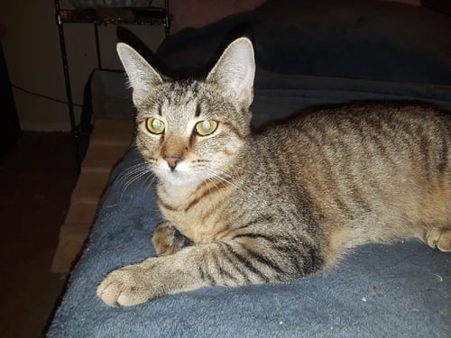 LIL DUDE. - Domestic Short Hair available for adoption