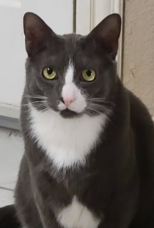 ASH. - Domestic Short Hair available for adoption