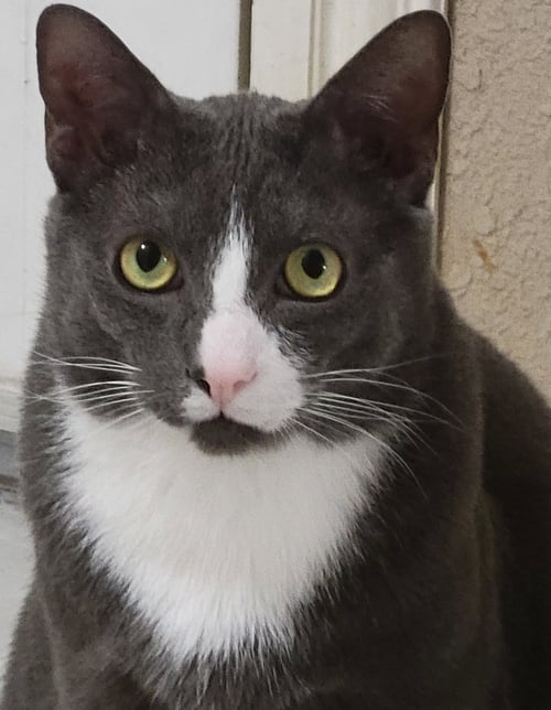 ASH. - Domestic Short Hair available for adoption