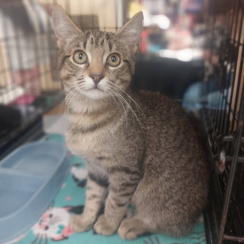 DUCHESS - Tabby available for adoption