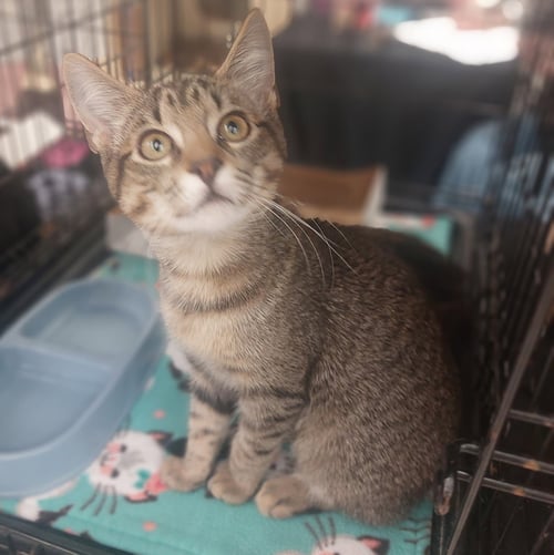 DUCHESS - Tabby available for adoption