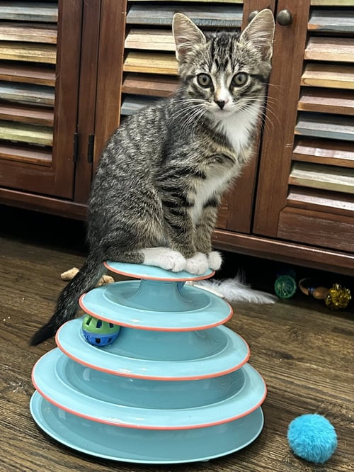 GLAM - Tabby available for adoption