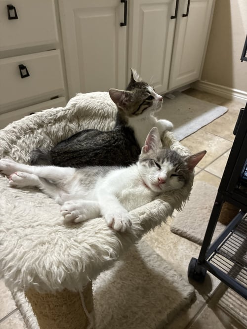 ENCHILADA - Domestic Short Hair available for adoption