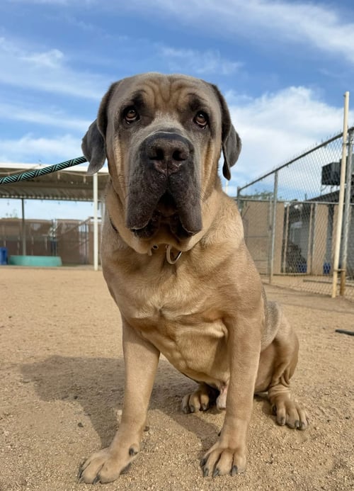 ENZO - Cane Corso Mastiff available for adoption