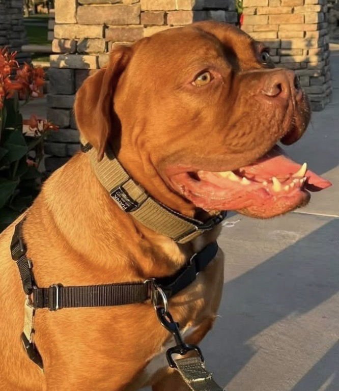 HANK - Dogue de Bordeaux available for adoption