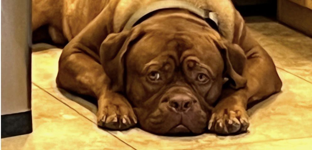HANK - Dogue de Bordeaux available for adoption