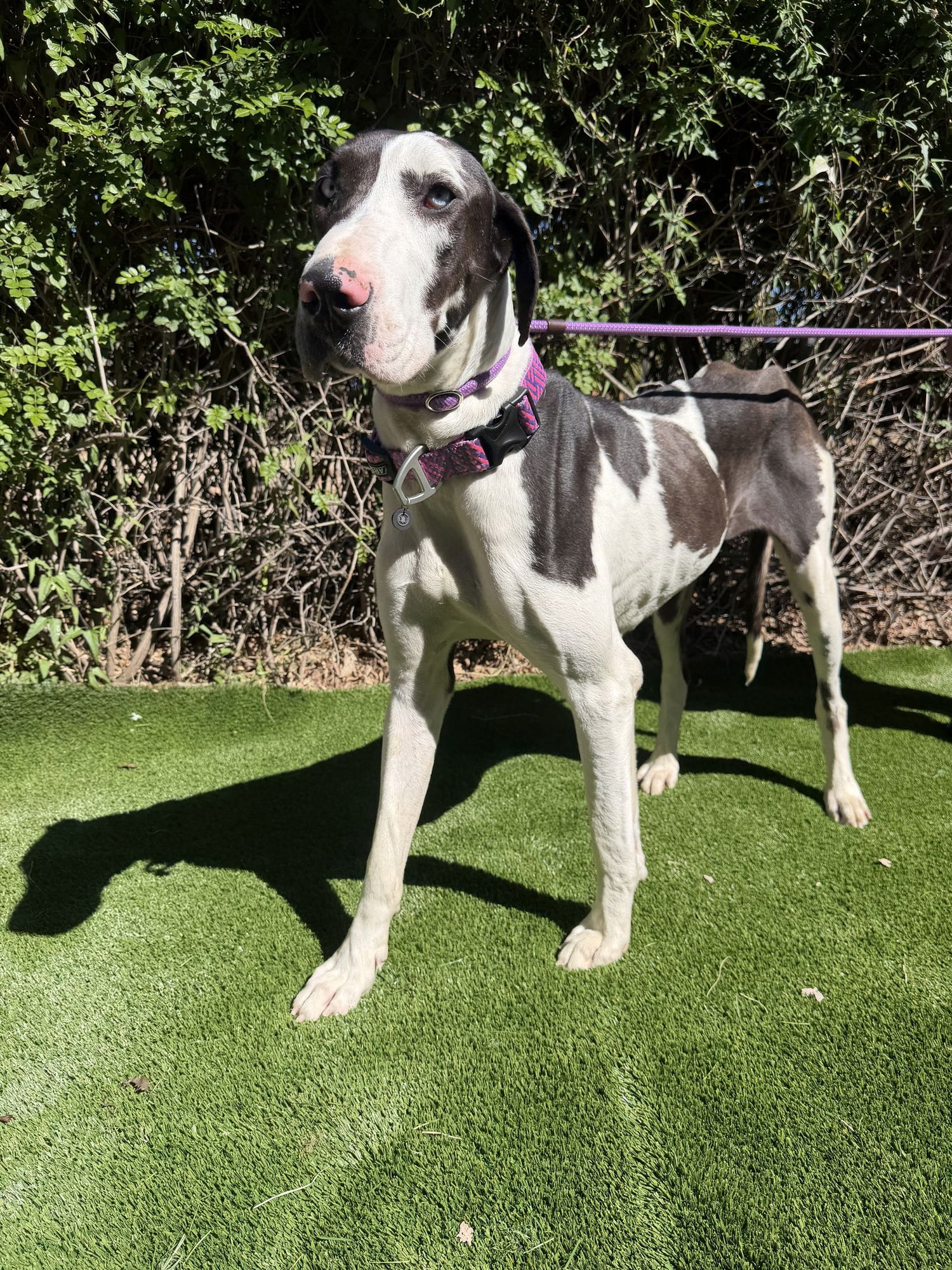 DELANY - ADOPTION PENDING - Great Dane available for adoption