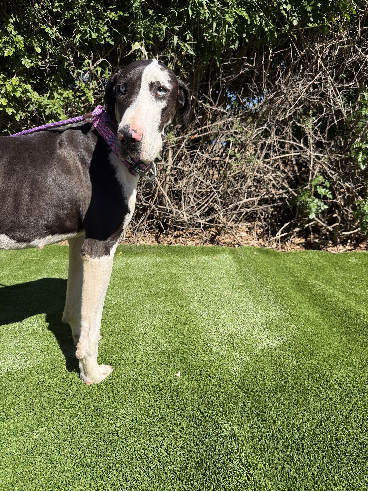 DELANY - ADOPTION PENDING - Great Dane available for adoption