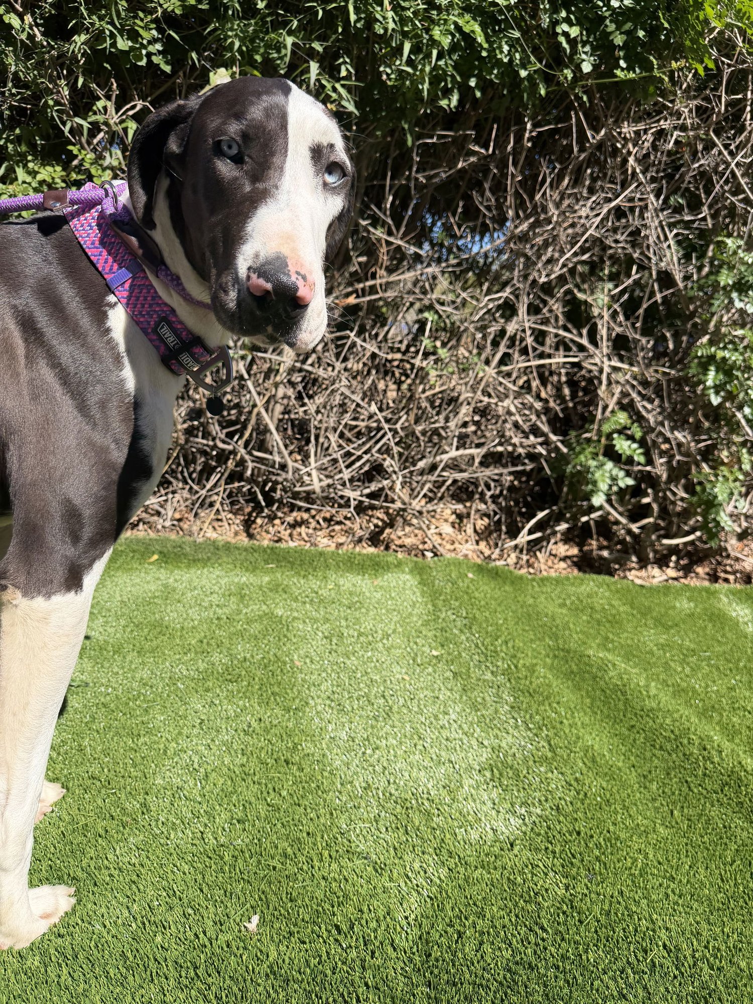 Delany - ADOPTION PENDING - Photo 3