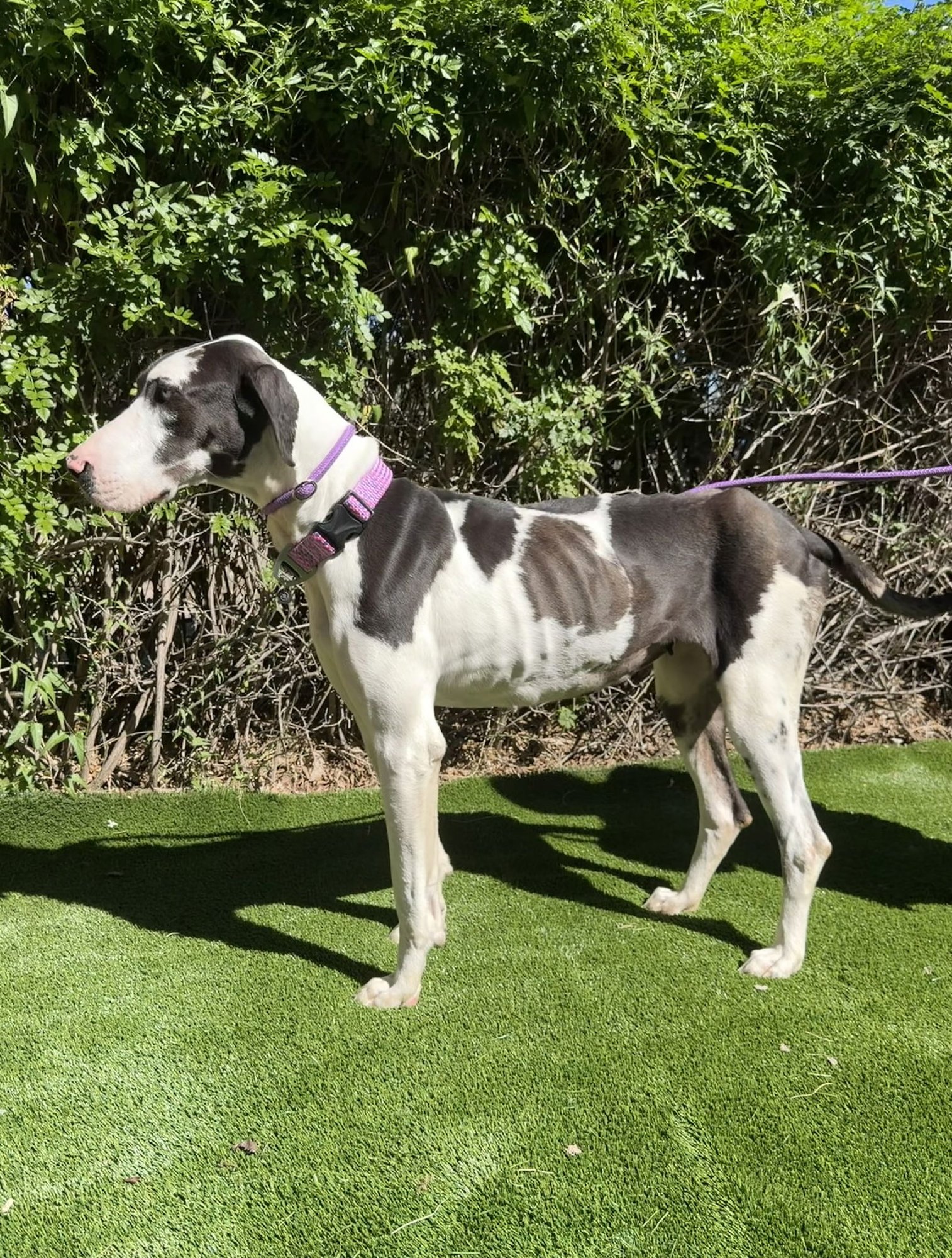 Delany - ADOPTION PENDING - Photo 4