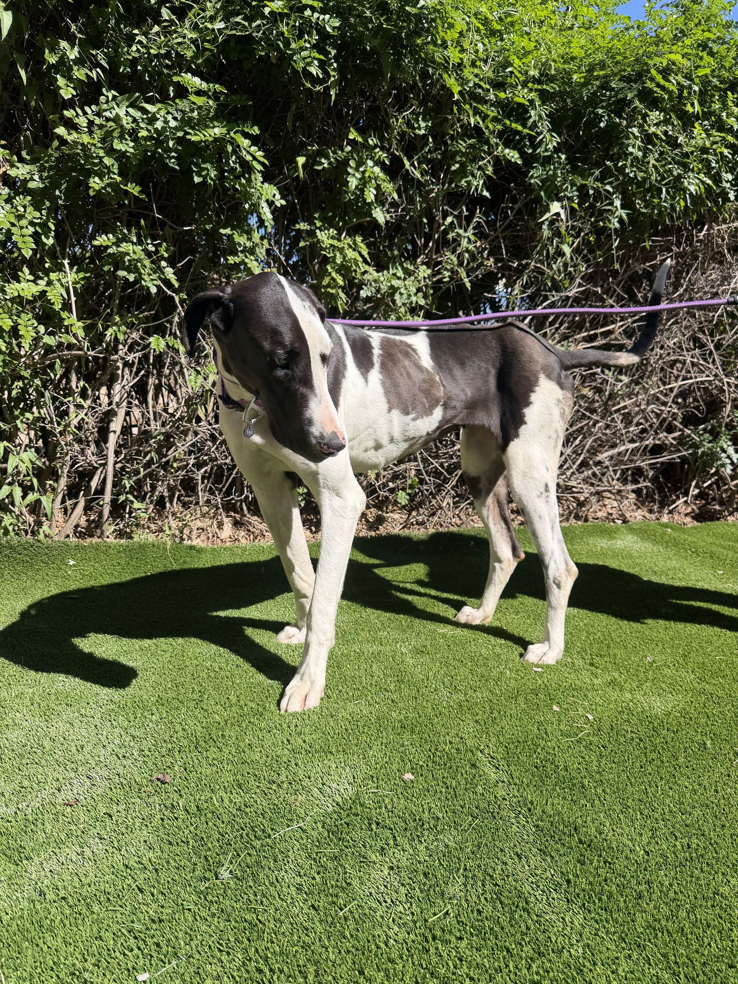 Delany - ADOPTION PENDING - Photo 5