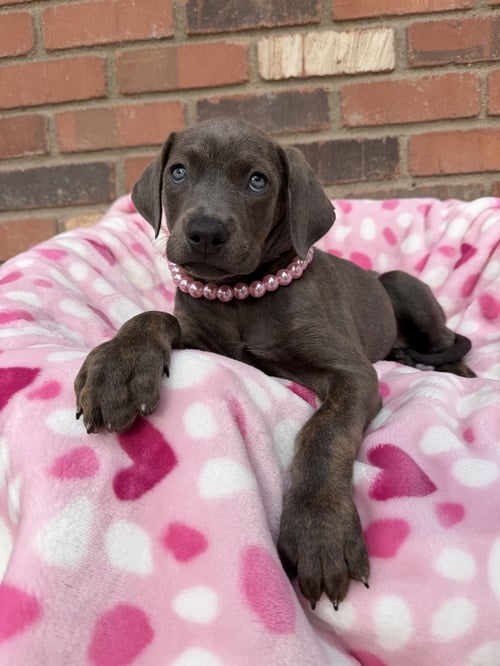 LILO - Cane Corso Mastiff available for adoption
