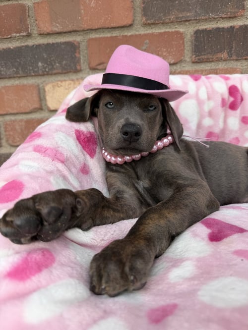 LILO - Cane Corso Mastiff available for adoption