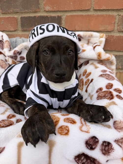 FLYNN - Cane Corso Mastiff available for adoption