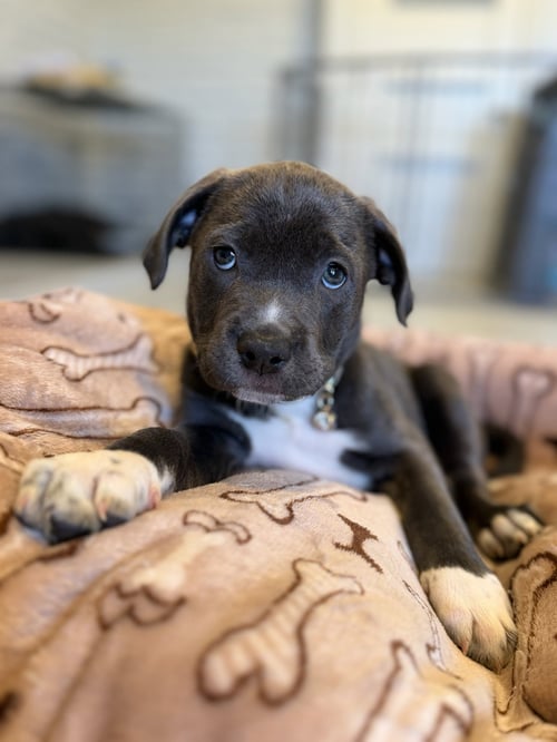 SAPPHIRE - Cane Corso Mastiff available for adoption