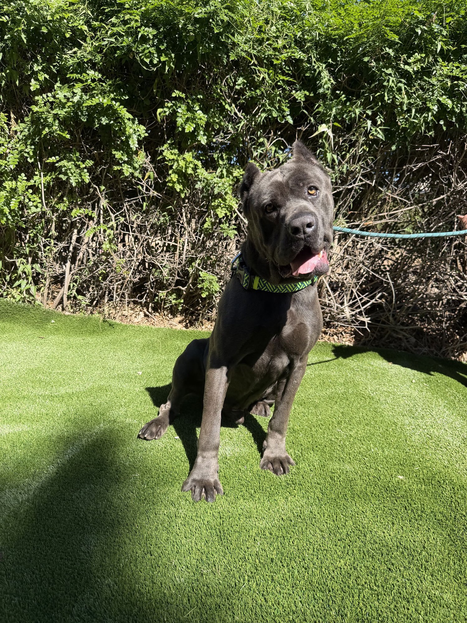 BLU - ADOPTION PENDING - Cane Corso Mastiff available for adoption