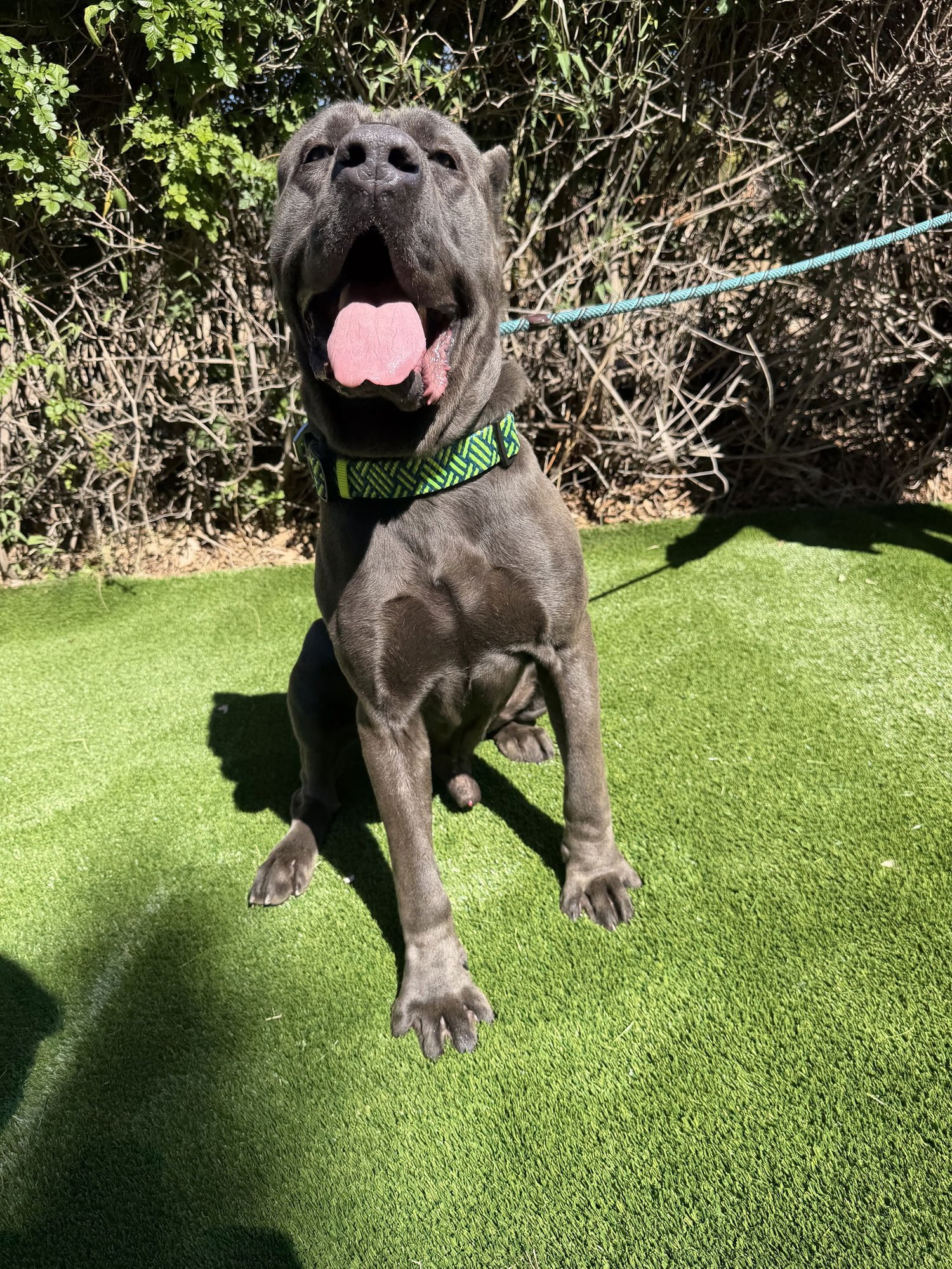 BLU - ADOPTION PENDING - Cane Corso Mastiff available for adoption