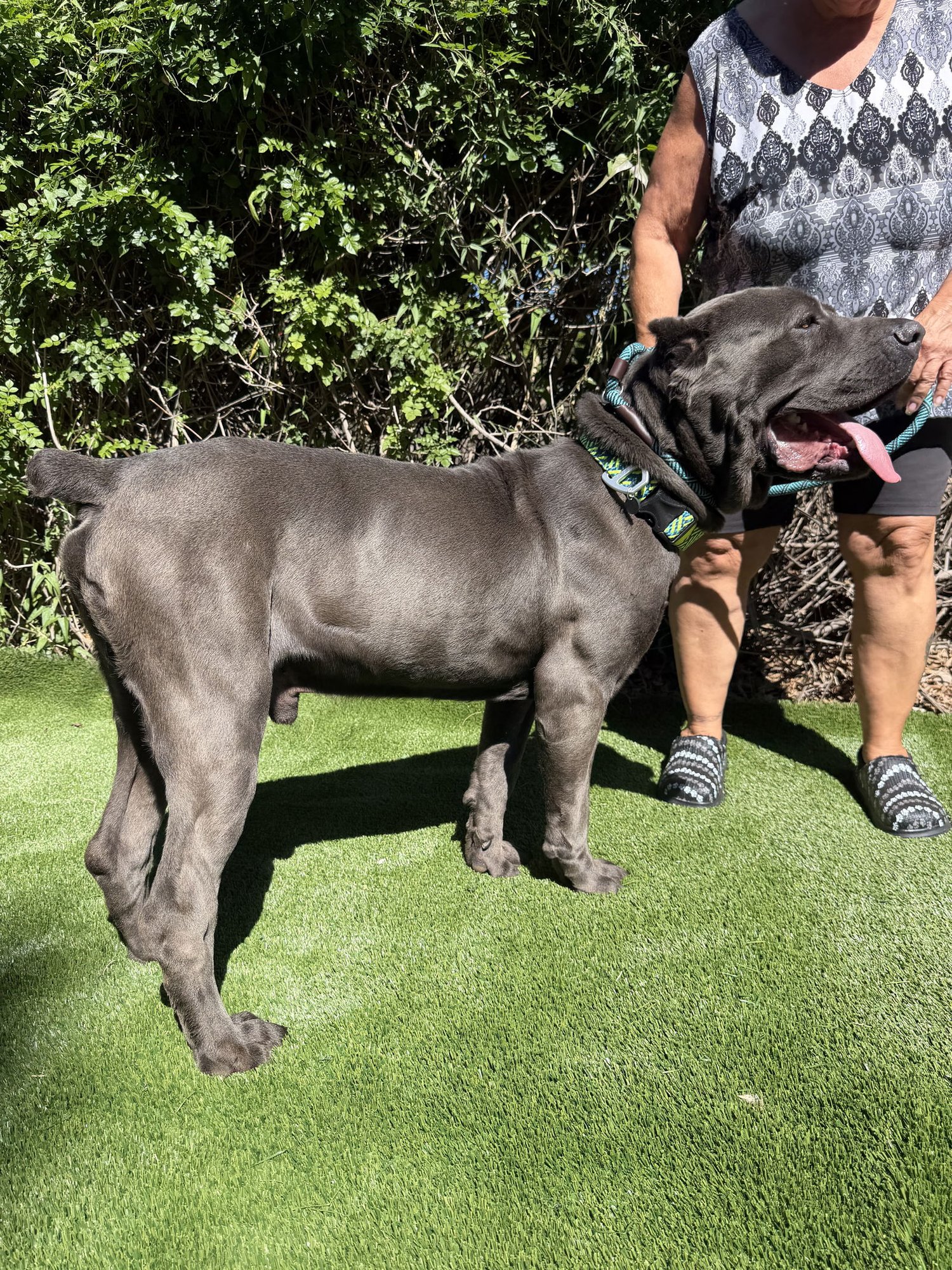 Blu - ADOPTION PENDING - Photo 4