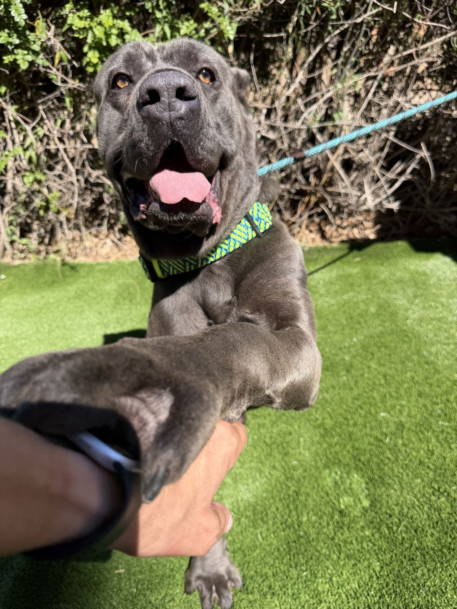 Blu - ADOPTION PENDING - Photo 5