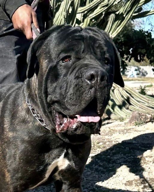 RAMBO - Mastiff available for adoption