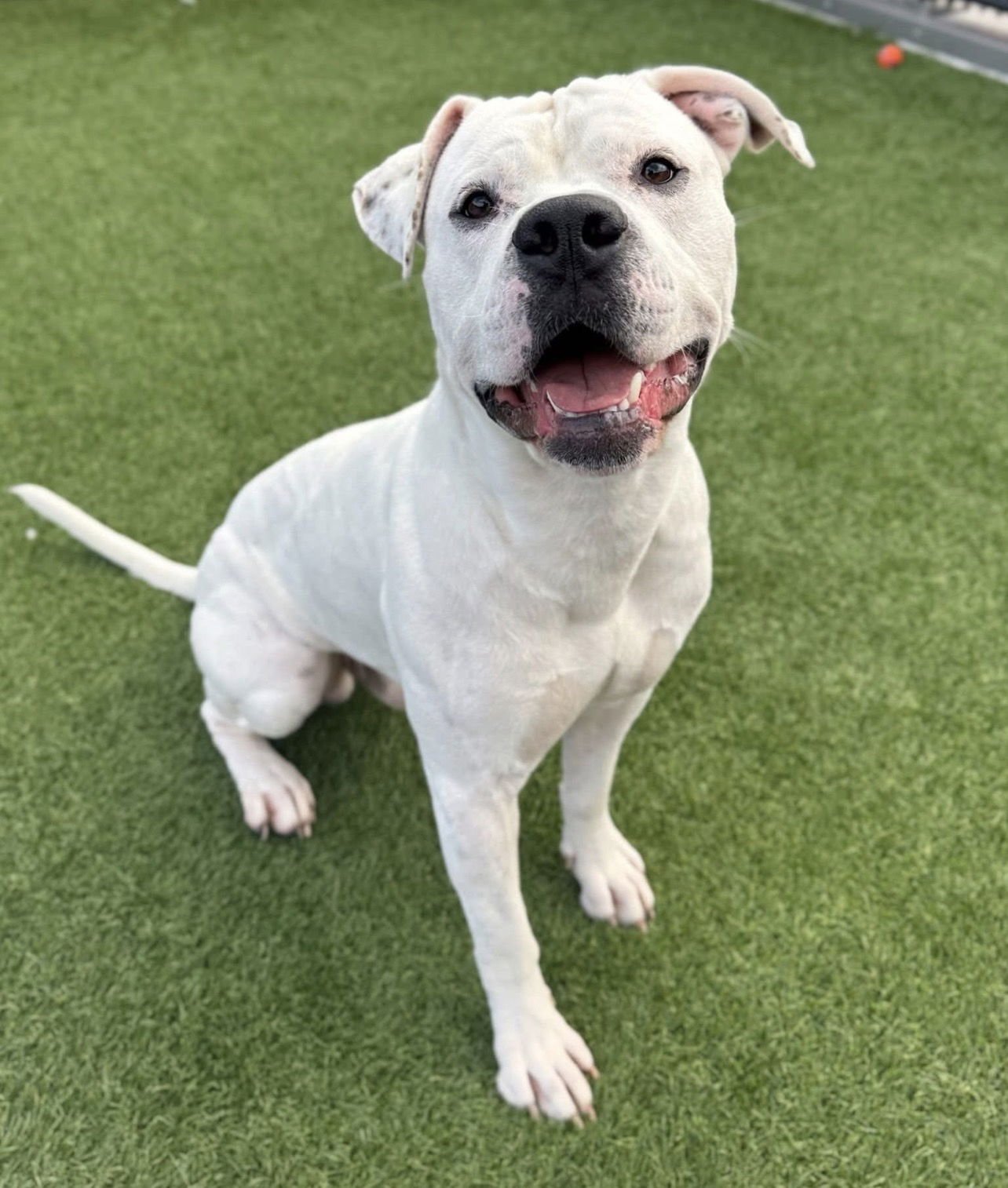 BRUCE ALMIGHTY - Dogo Argentino available for adoption